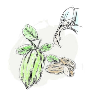 Crema al Cedro e Mandorla